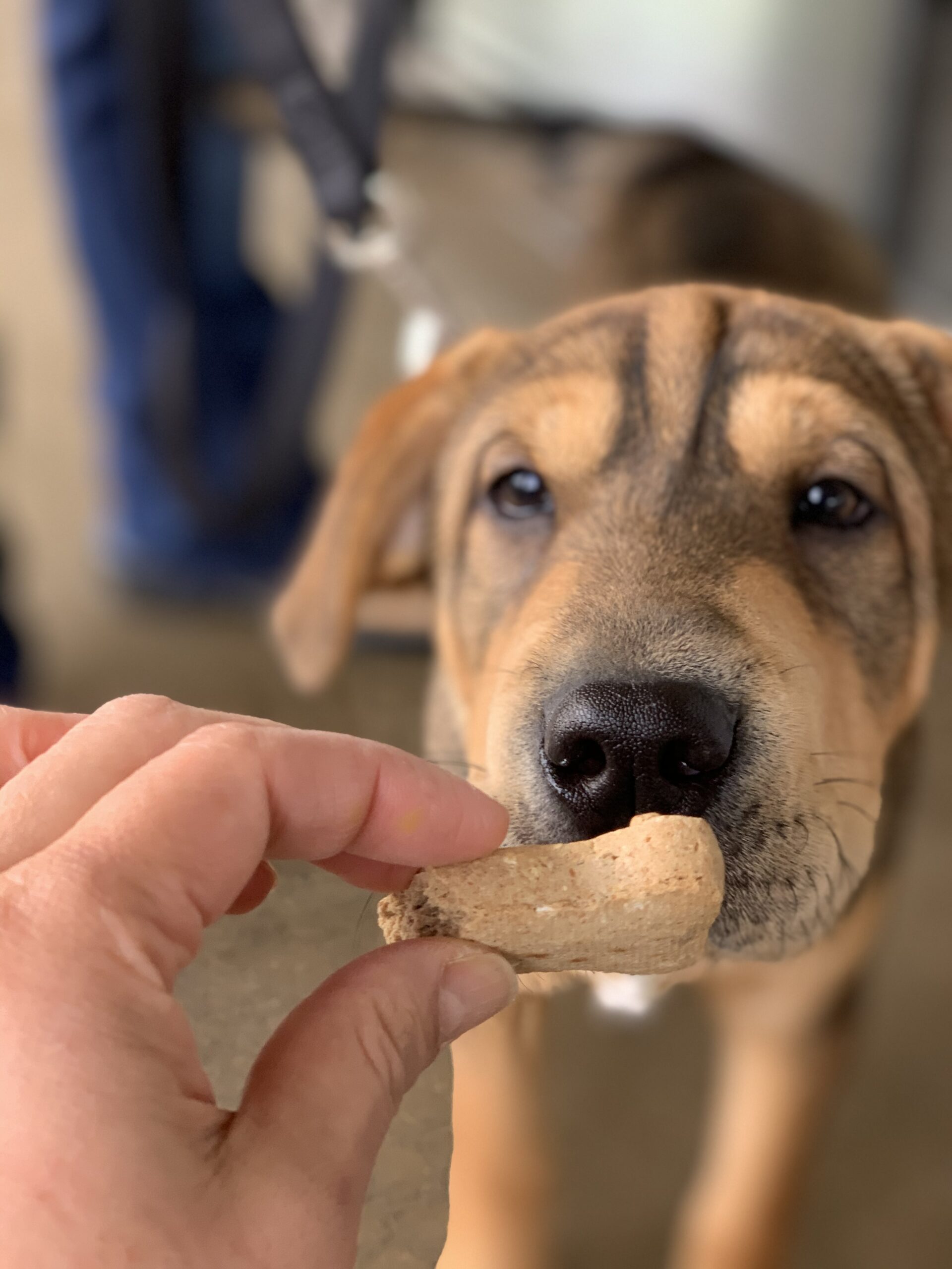 Low Cost Pet Vaccinations Near Scurry, TX