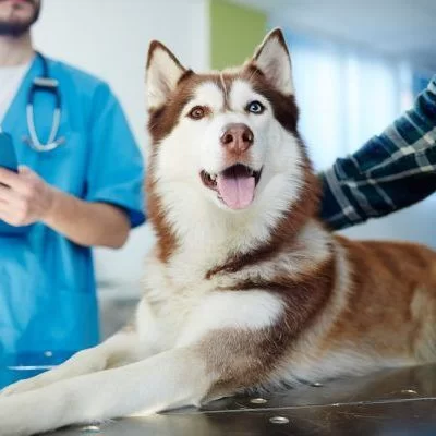 Low Cost Pet Vaccinations Near Tolar, TX