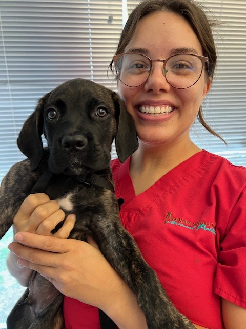 Low Cost Spay & Neuter Near Alvord, TX